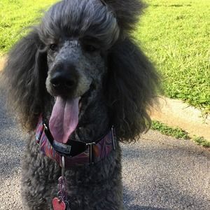 Meet your Posher, Heidi